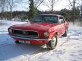 Mustang_sous_la_neige.jpg
