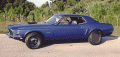 TestStang.gif