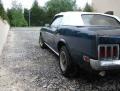 mustang3.jpg